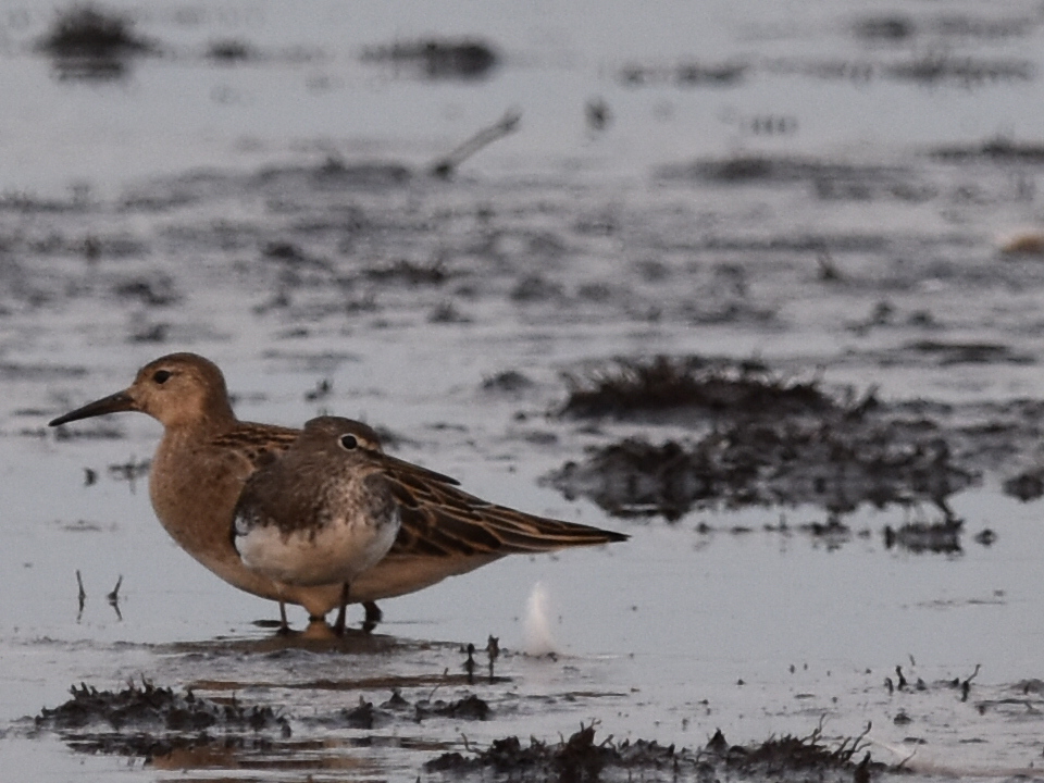 2 vogels in de onnerpolder Groningen